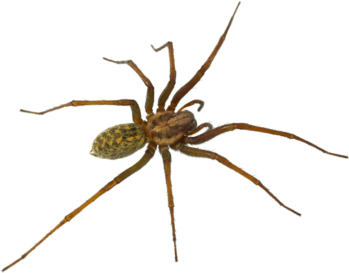 Spiders - Tegenaria Domestica Florida Spiders (511x405), Png Download