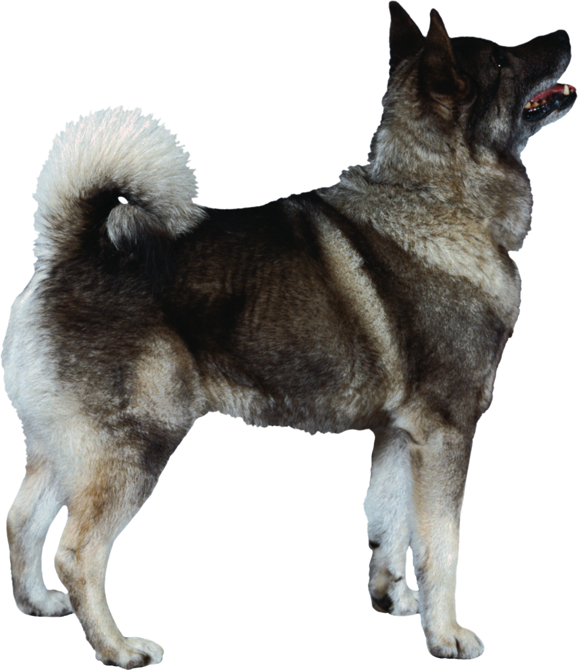 Dog Png - Norwegian Elkhound (1962x2273), Png Download