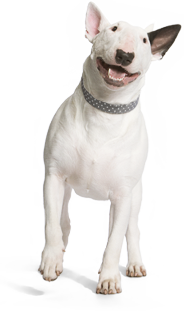 Prescribe A Comfortable Spay/neuter Recovery With Onsior - Smiling Dog Png (367x620), Png Download