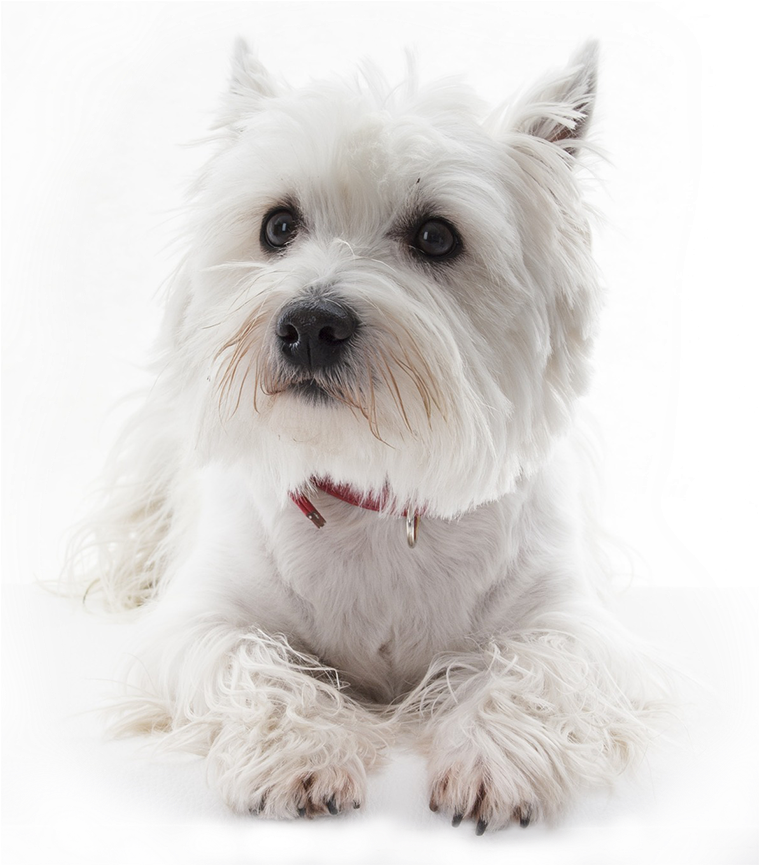 Small White Dog - White West Highland Terrier Dog Portrait Journal: 150 (1152x864), Png Download