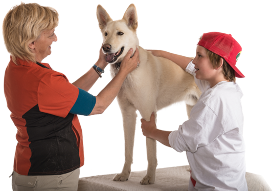 Whitedog (1000x412), Png Download