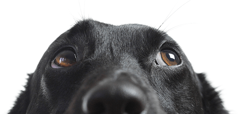 Vetrax® Helps Veterinarians Maximize The Effectiveness - Dog Stock (845x374), Png Download