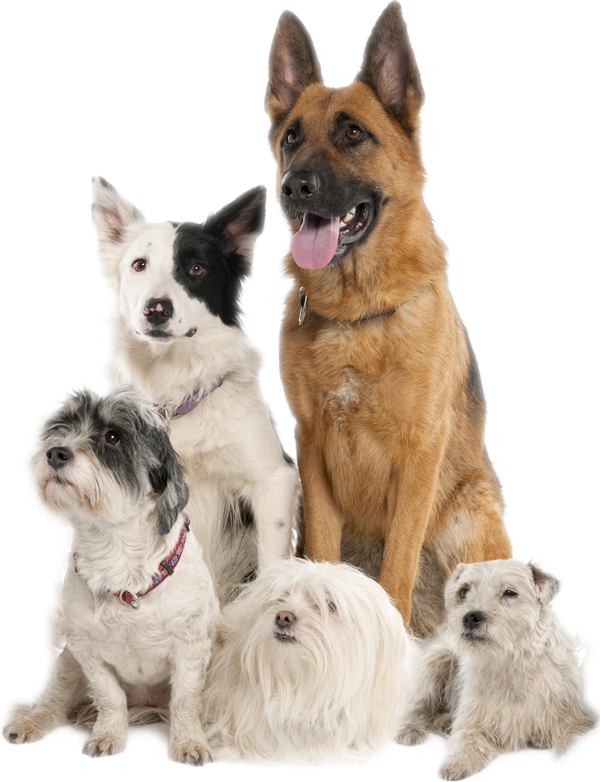 Indoor Playroom When The Weather Doesn't Allow Your - Group Of Dogs Transparent (600x782), Png Download