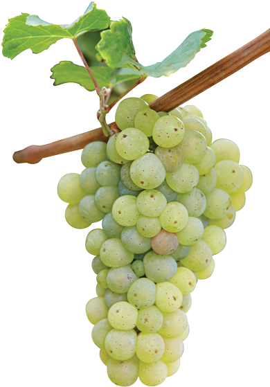 The Misunderstood Grape Ripe Riesling White Vine Grape - Riesling Grape (400x600), Png Download