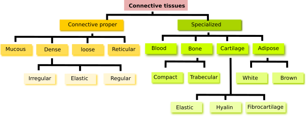 Tipos De Conectivos - Clasificacion Del Tejido Conectivo (630x239), Png Download