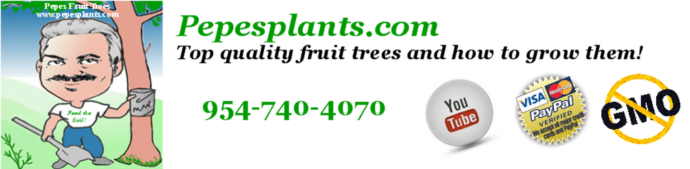 Youtube (1003x246), Png Download