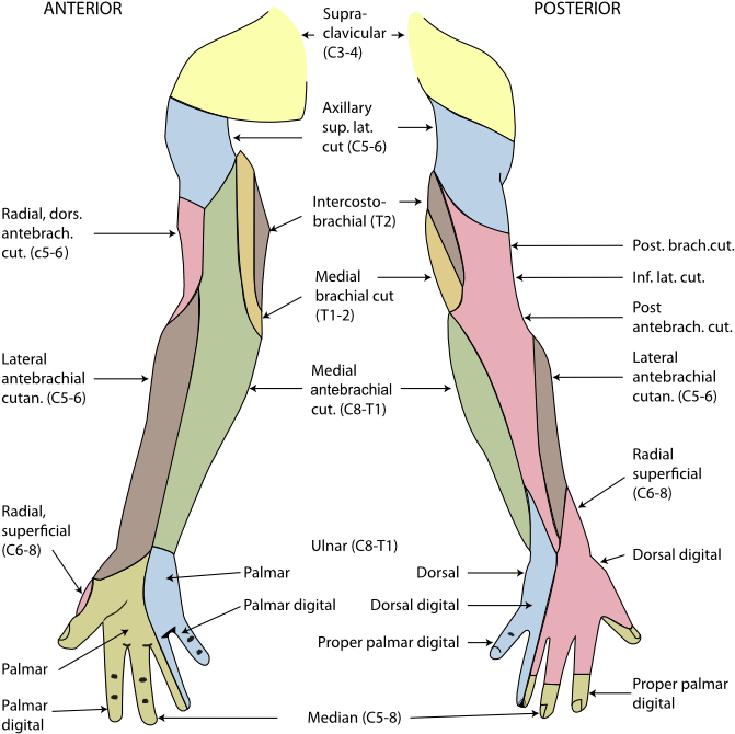 Back At The C7 T1 Vertebrae And Particularly Over The - Peripheral Nerve Dermatomes (686x681), Png Download