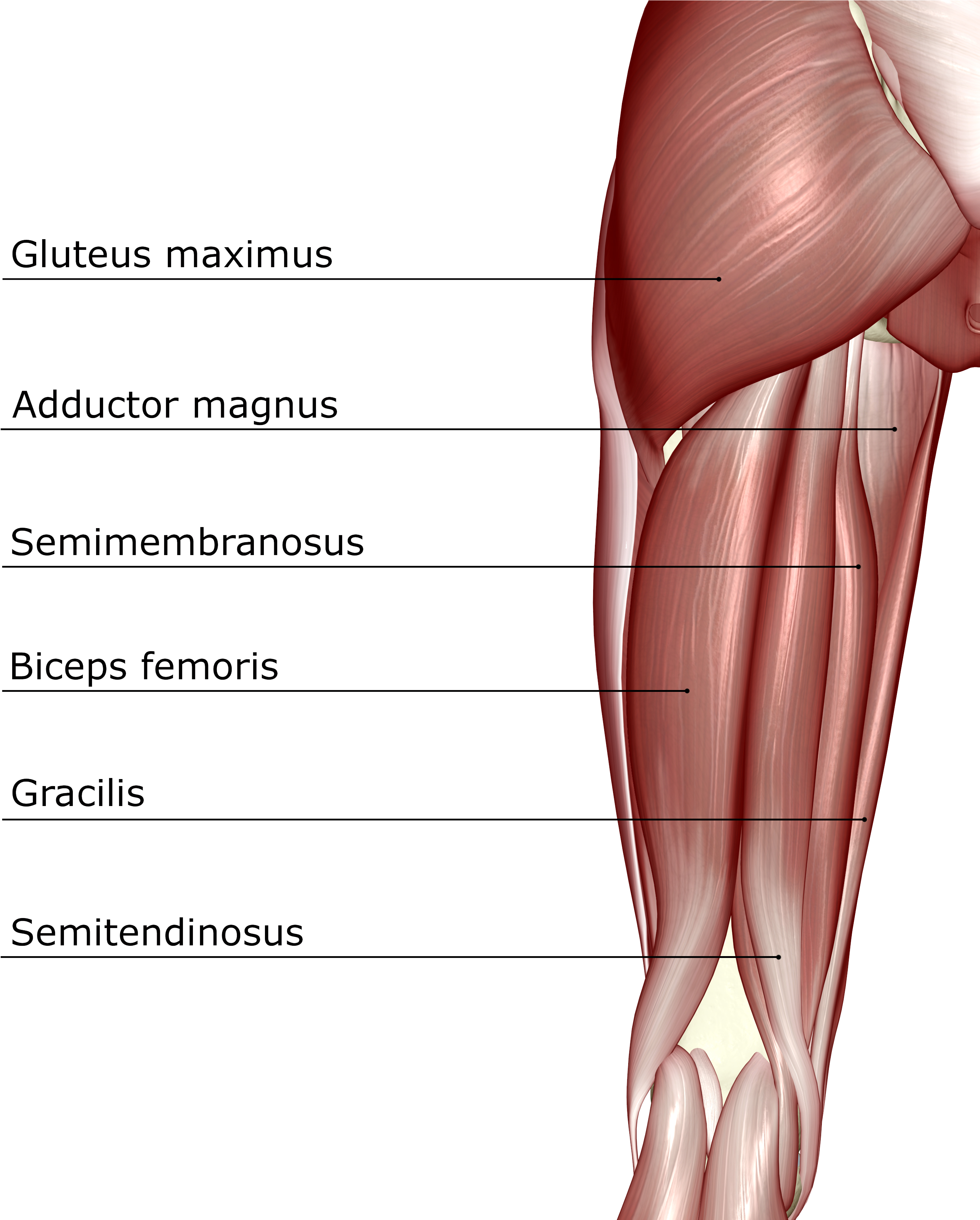 Anatomy 101 - - Hamstring Muscles (2751x3300), Png Download