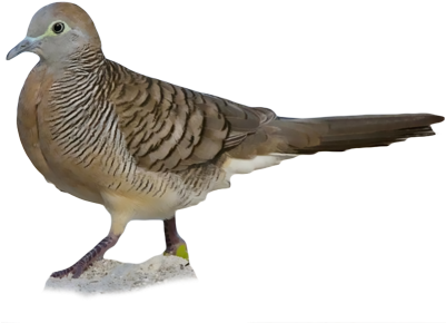 American Mourning Dove (400x400), Png Download