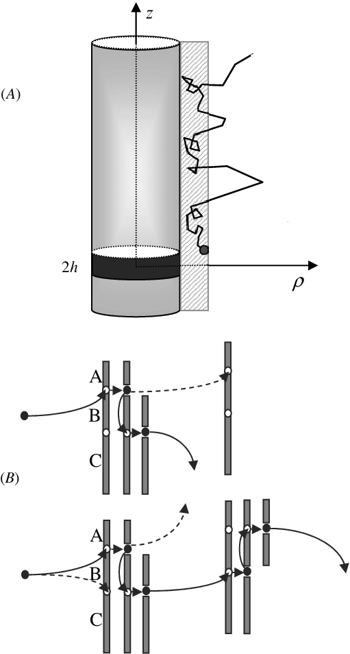 The Black Strip With Height 2h On The Dna Surface Is - Diagram (511x954), Png Download