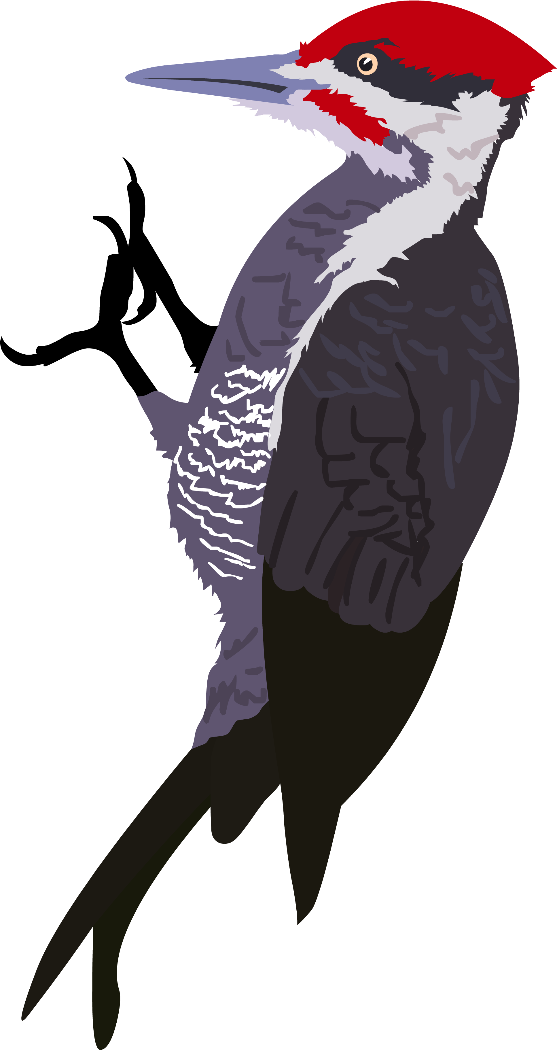 Woodpecker Png (3300x4083), Png Download