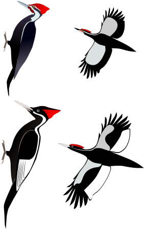 A Comparison Of The Ivory-billed Woodpecker With The - Ivory Billed Woodpecker (340x510), Png Download