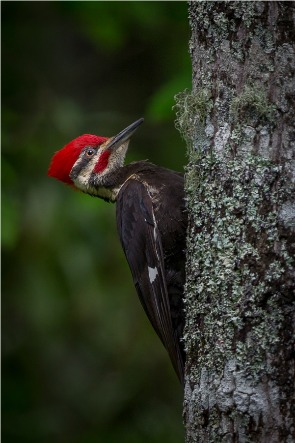 Pileated Woodpecker (1000x1000), Png Download