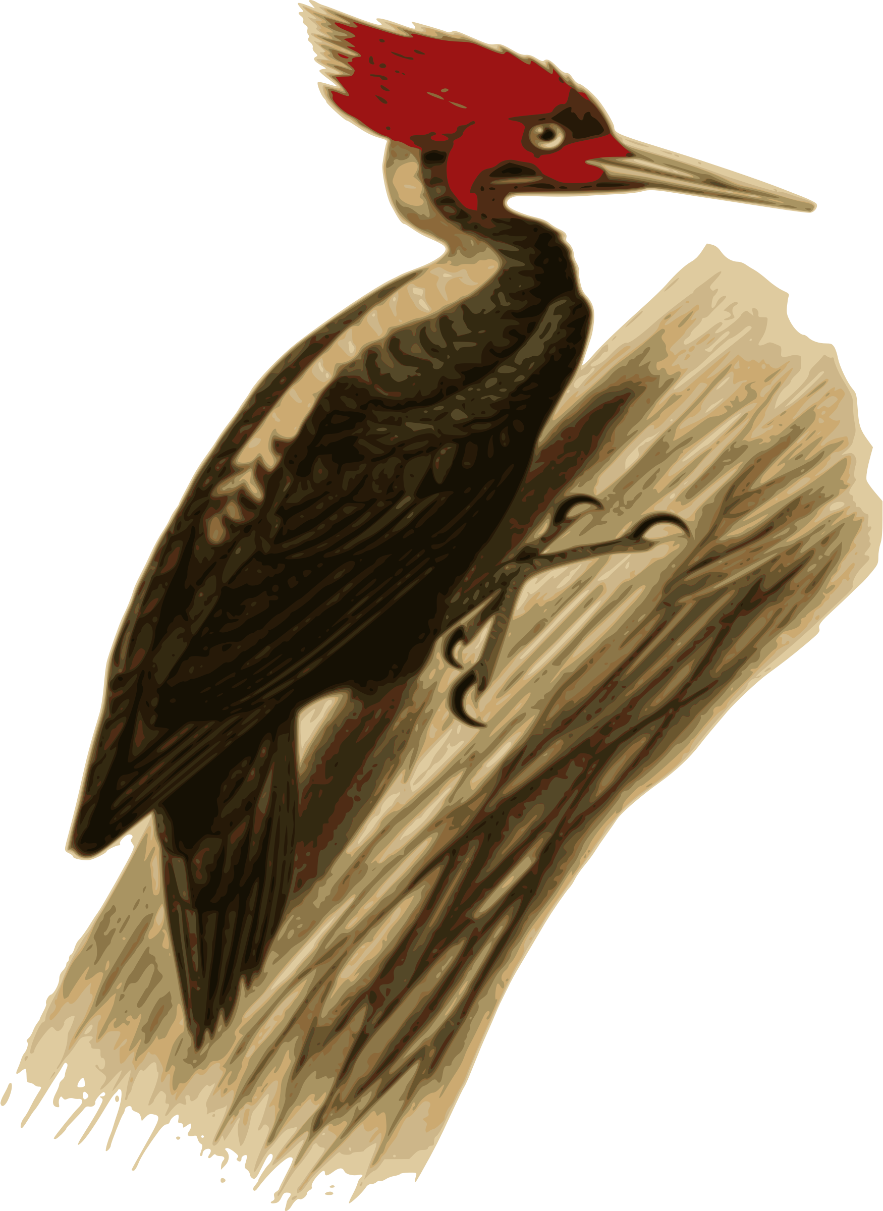 Big Image - Cream-backed Woodpecker (1750x2400), Png Download