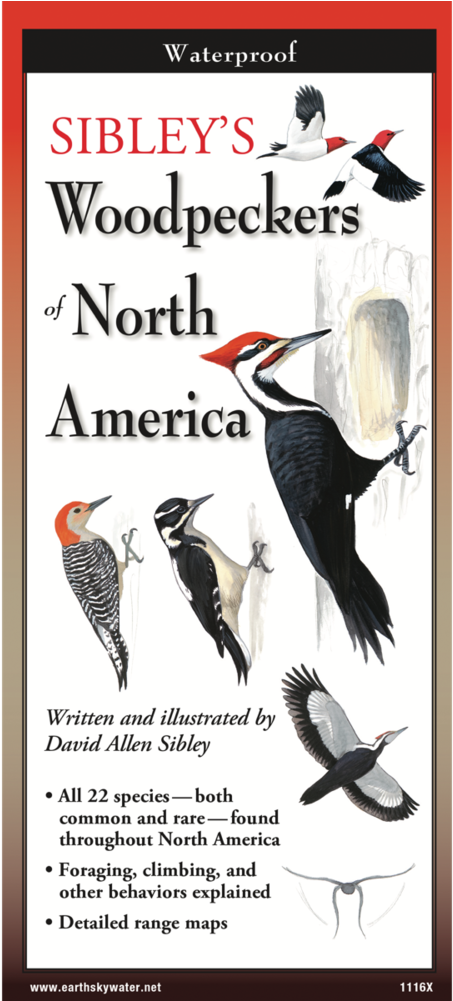 Sibley's Woodpeckers Of North America Folding Guide (1000x1000), Png Download