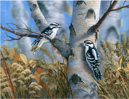 Downy Woodpeckers Limited Edition Print - Bradley Jackson (660x550), Png Download