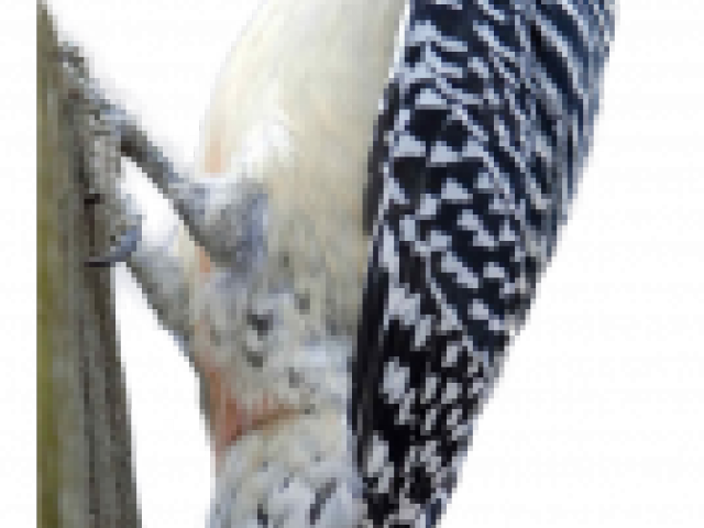 Woodpecker Png Transparent Images - Red Bellied Woodpecker (640x480), Png Download