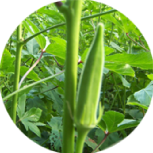 Hybrid Okra Seeds - Jivkar Seeds Pvt. Ltd. (499x499), Png Download
