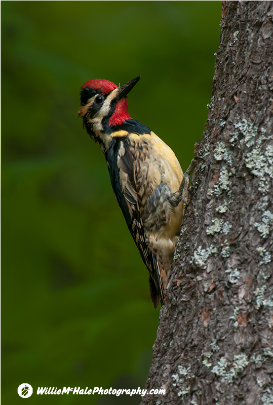Woodpeckers - Leuconotopicus (1200x797), Png Download