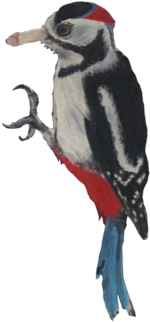 Woodpecker - - Leuconotopicus (674x518), Png Download