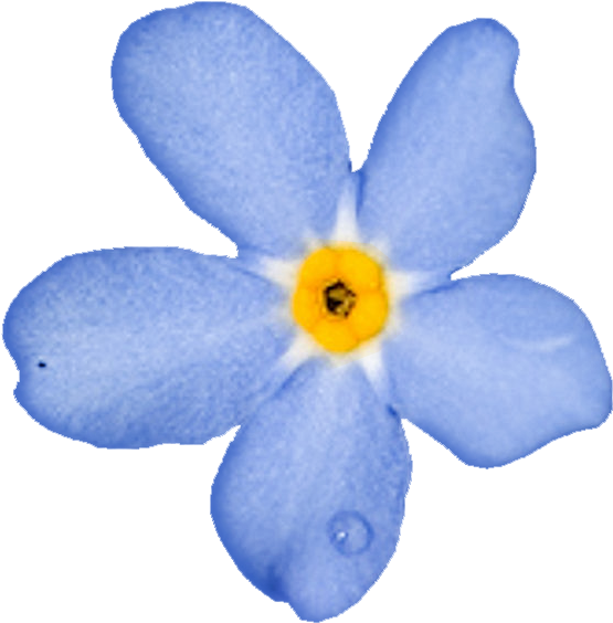 Forget Me Nots - Незабудка Пнг (568x584), Png Download