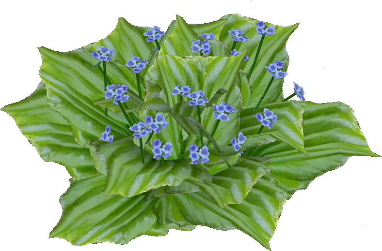 Chatham Island Forget Me Not - Cut Flowers (787x787), Png Download