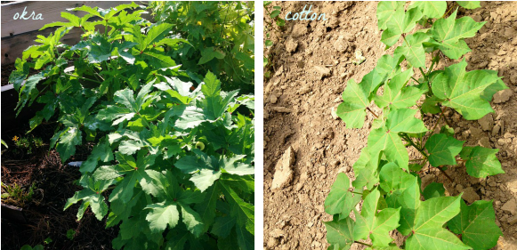 Okra And Cotton = Cousins - Okra (600x300), Png Download