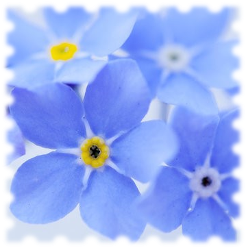 Forget Me Not - Forget Me Not Fund Logo (365x369), Png Download