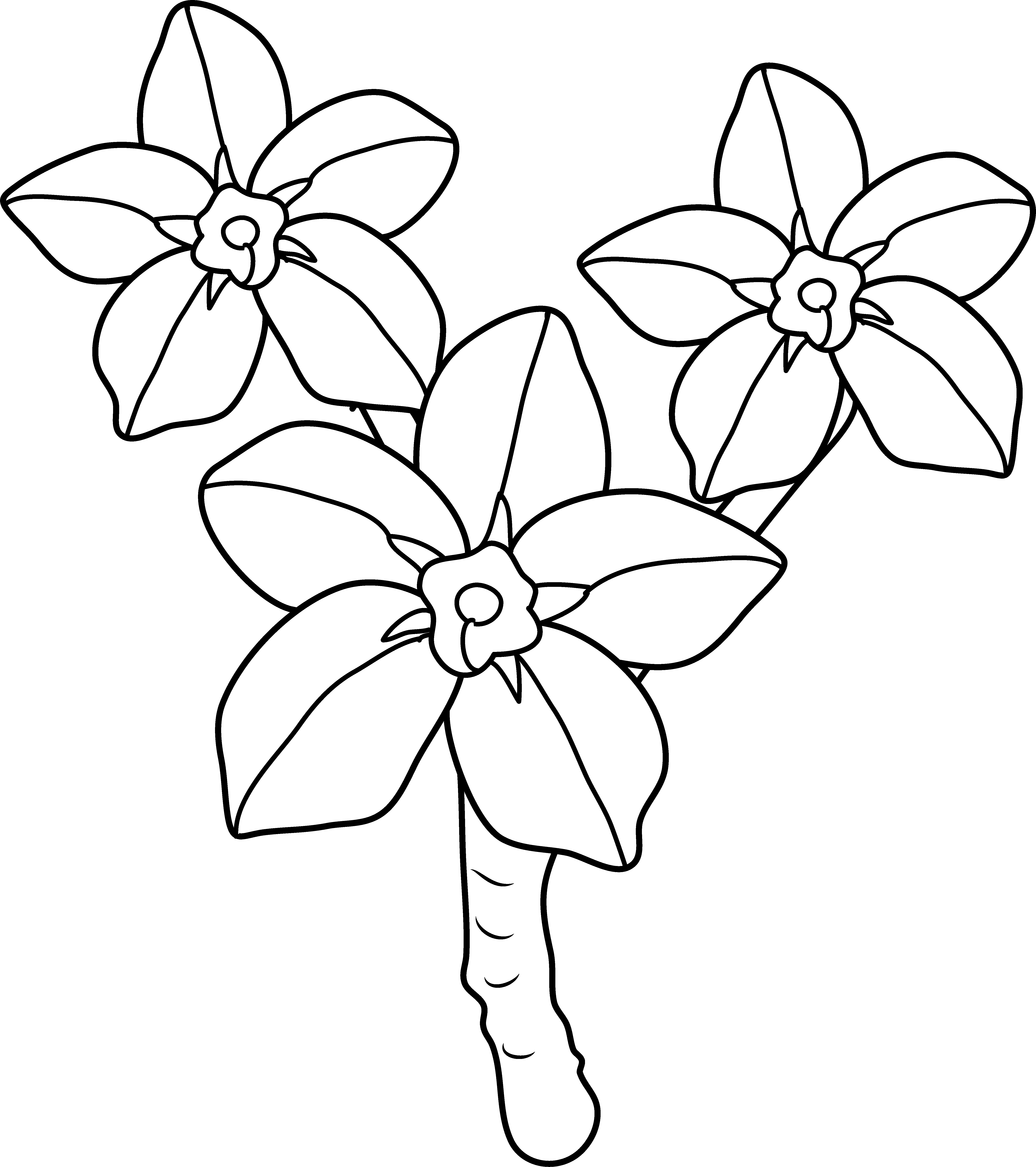 Forget Me Not Clipart Line Drawing - Coloring Book (5589x6296), Png Download