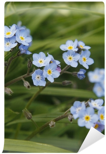 Alpine Forget-me-not (400x400), Png Download