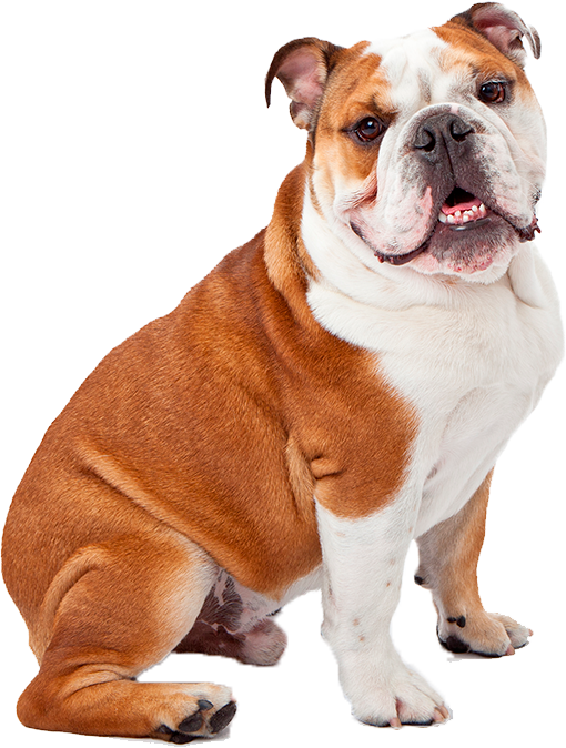 English-bulldog - English Bulldog (510x674), Png Download
