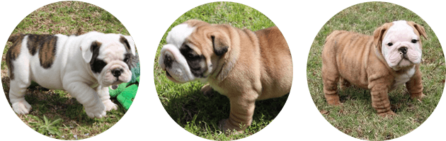 Champion English Bulldog Puppies - Bulldog (665x220), Png Download