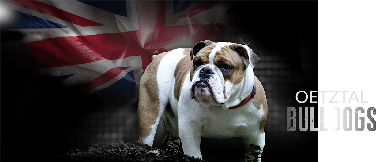 Englische Bulldogge Kaufen Österreich (1470x530), Png Download