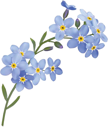 Forget Me Not Flower (429x507), Png Download