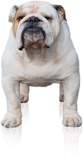 From The Bullscompagnie-english Bulldog Breeder Netherlands - Bulldog (350x519), Png Download