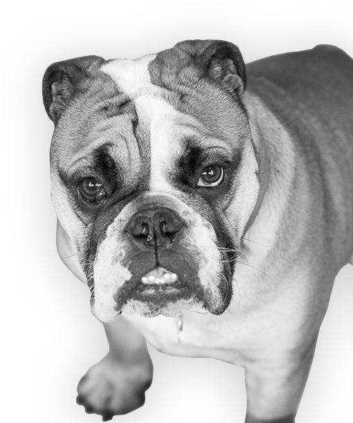 Favorite Music - Boxer (900x735), Png Download