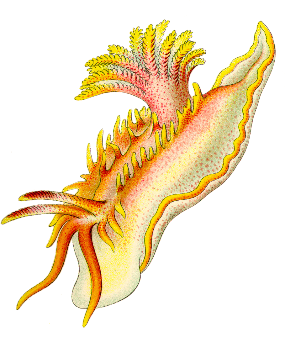 Ernst Haeckel (918x1074), Png Download