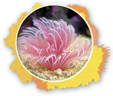 Feather Duster Worm The Snorkel Store Maui Hi - Bispira Guinensis (396x337), Png Download