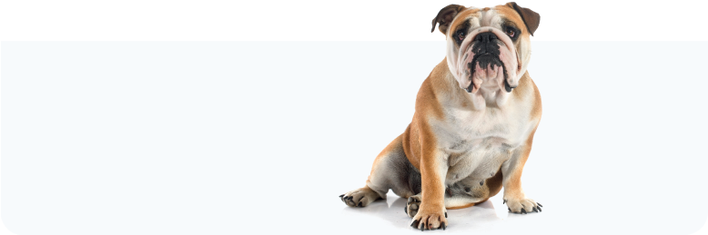 Hiatal Hernia - Eurographics Home Is Where My Dog Is (lbh 70x50x0,4 (777x340), Png Download