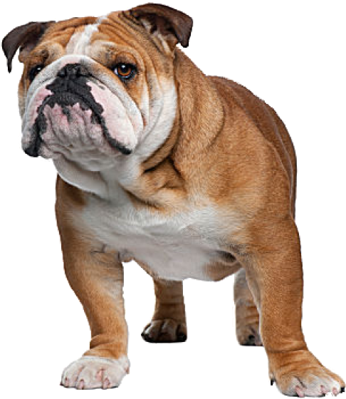 English Bulldog Complete Information About The English - Cat Breeds With A Dog (593x600), Png Download