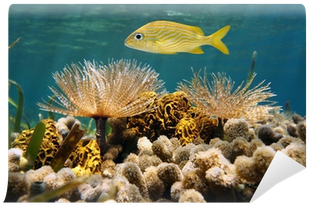 French Grunt Fish Above Feather Duster Worms And Corals - French Grunt (400x400), Png Download