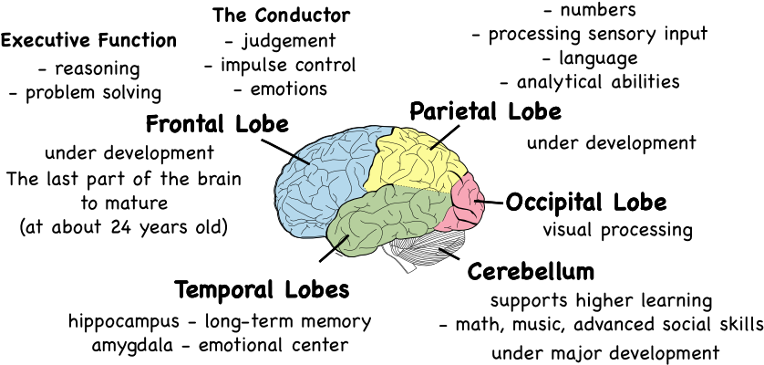 Alzheimer's Disease Affects The Brain (856x416), Png Download