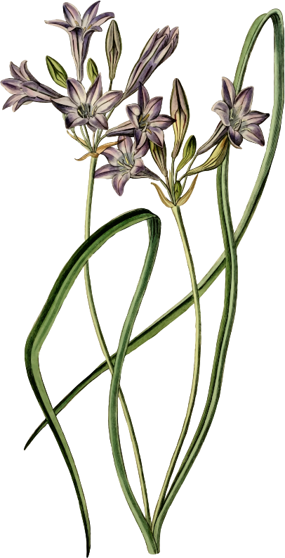 Medium Image - Posterazzi Loose-flowering Tritelia Or Ithuriels Spear (406x793), Png Download