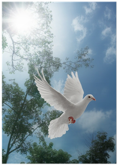 Peggy Colt In The Way Of The Dove (400x400), Png Download