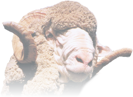 Bighorn (450x318), Png Download