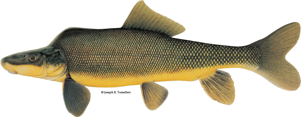 Razorback Sucker Joe Tomelleri (1256x501), Png Download