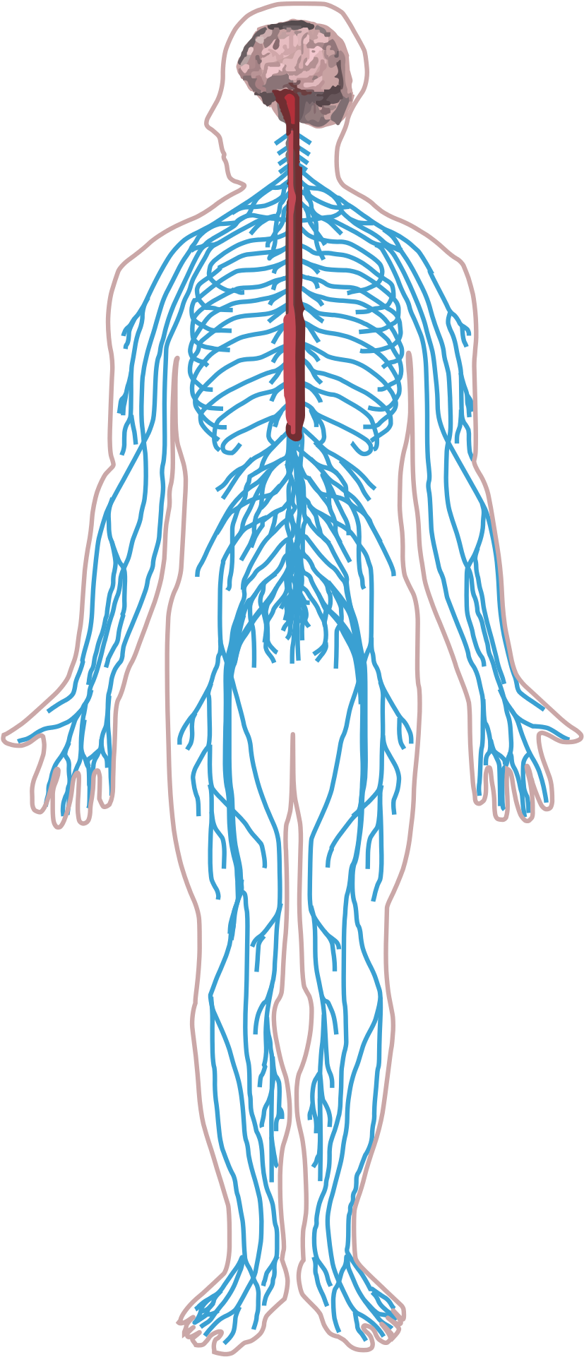 Nervous System In Human Bo (2000x1984), Png Download