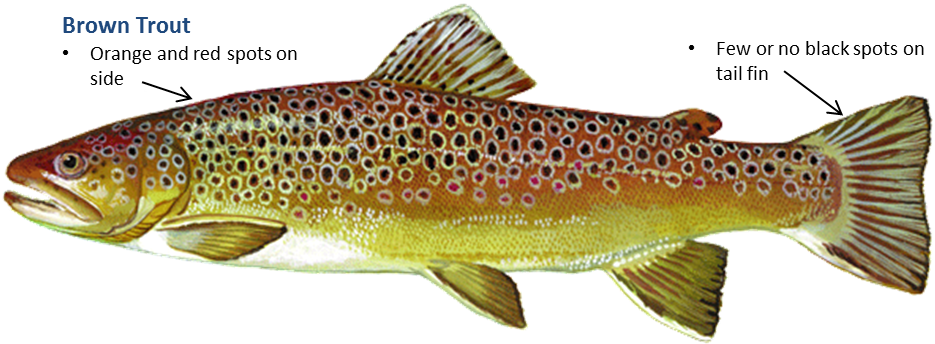 Brown Trout (951x361), Png Download