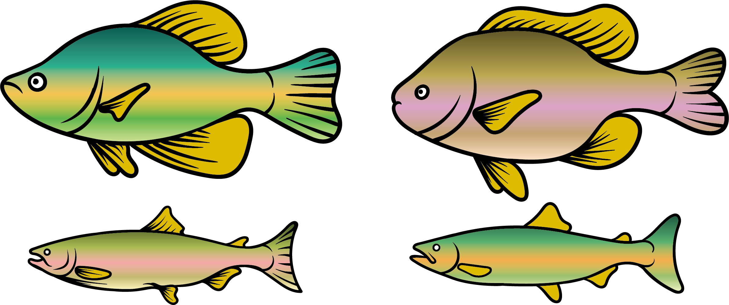 Rainbow Trout Clipart At Getdrawings - Trout Clipart (2388x1001), Png Download