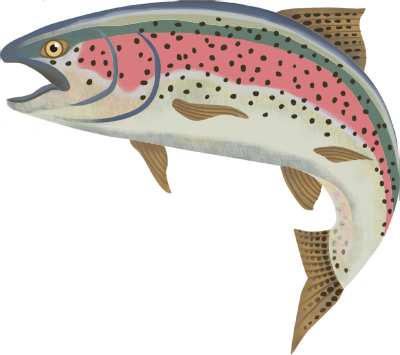 Rainbow Trout - Rainbow Trout Png Gif (400x355), Png Download